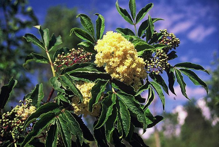 Sambucus racemosa (3)